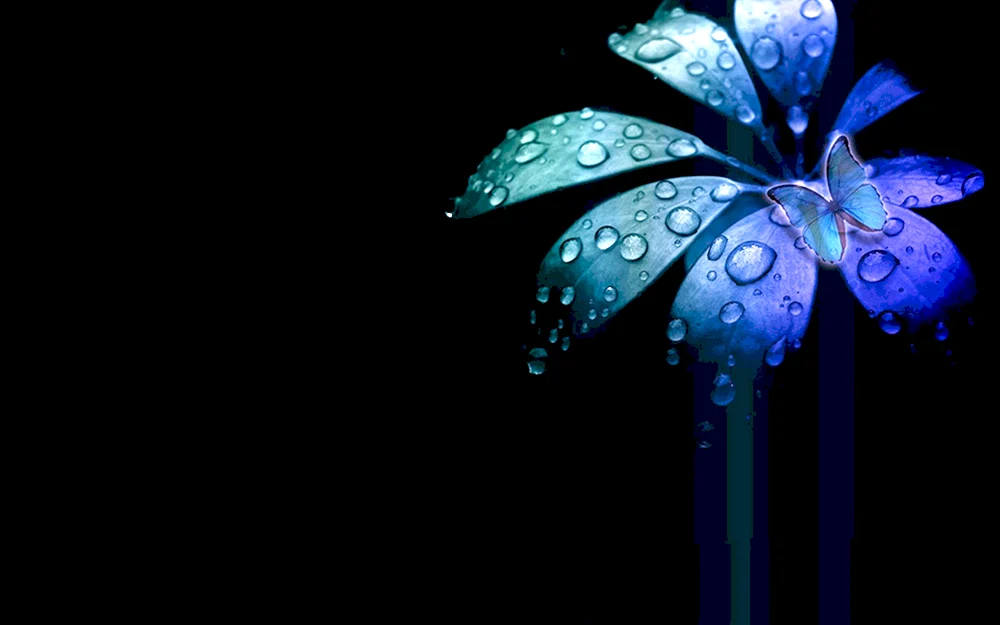 Blumen auf schwarzem Hintergrund