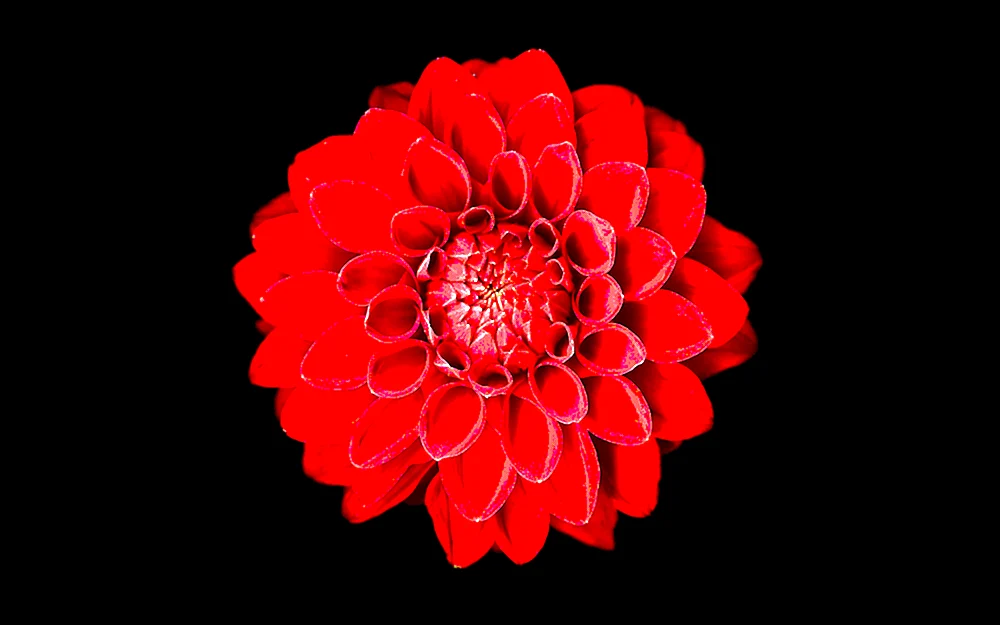Blumen auf schwarzem Hintergrund