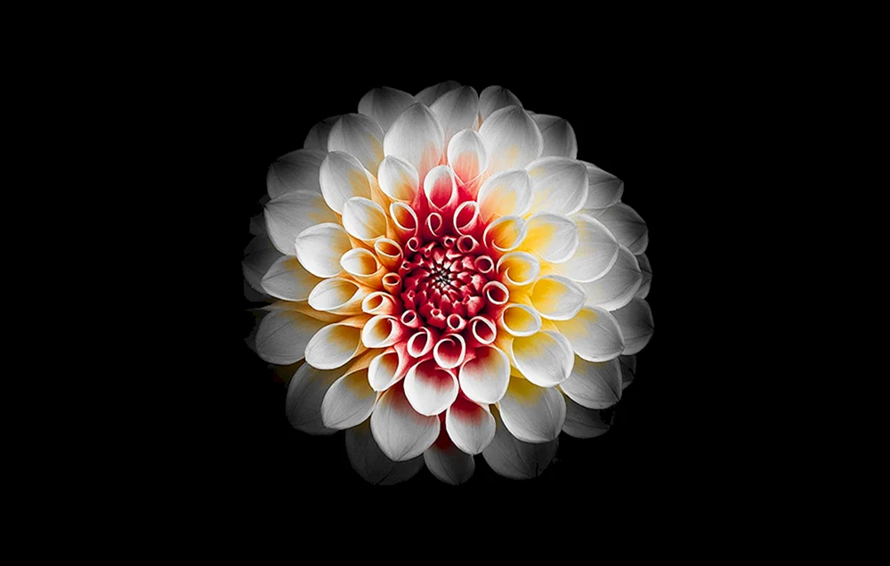 Blumen auf schwarzem Hintergrund