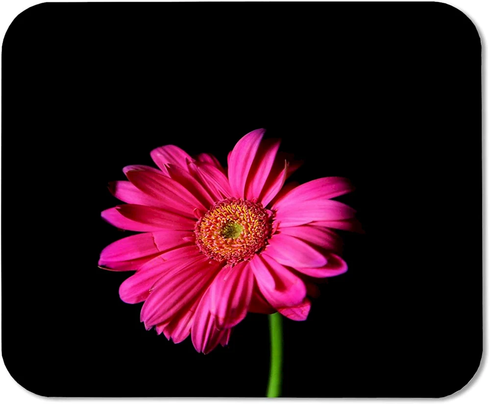 Blumen auf schwarzem Hintergrund