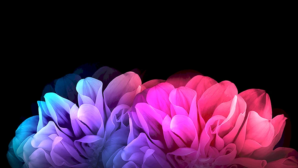 Blumen auf dunklem Hintergrund