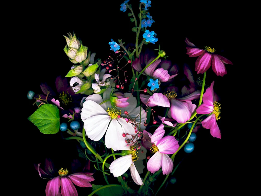 Blumen auf dunklem Hintergrund