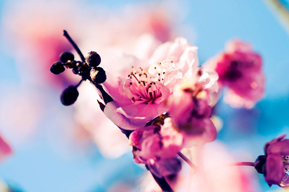 Blumen für den Bildschirmschoner