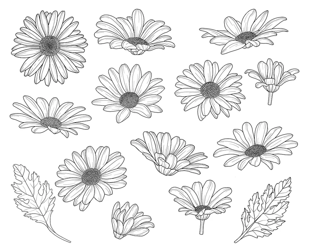 Stylisierte Gänseblümchen