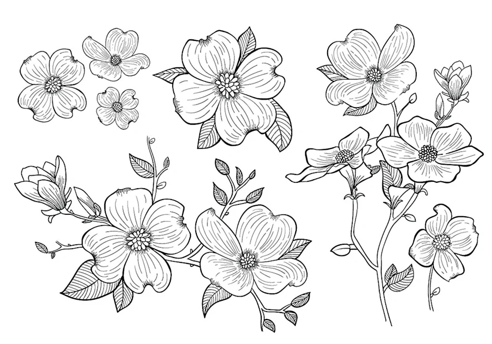 Blumen Zeichnung