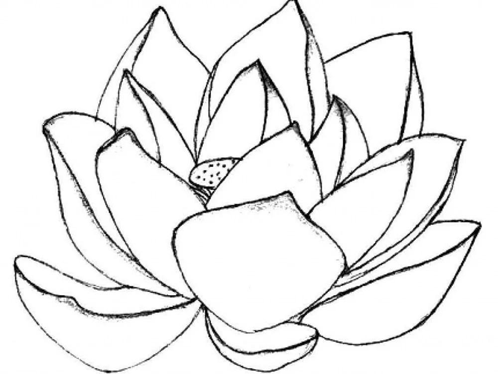 Blumen in Bleistift