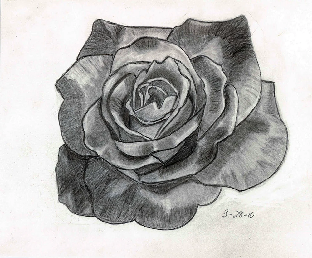 Blumenzeichnung mit Bleistift