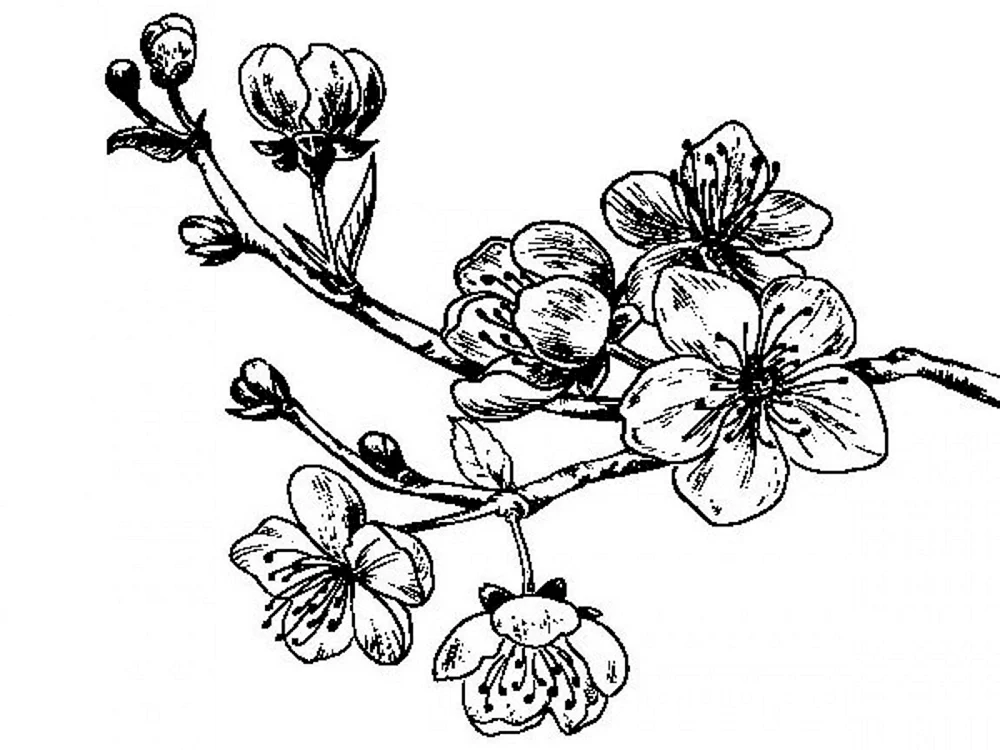 Blumen in Bleistift