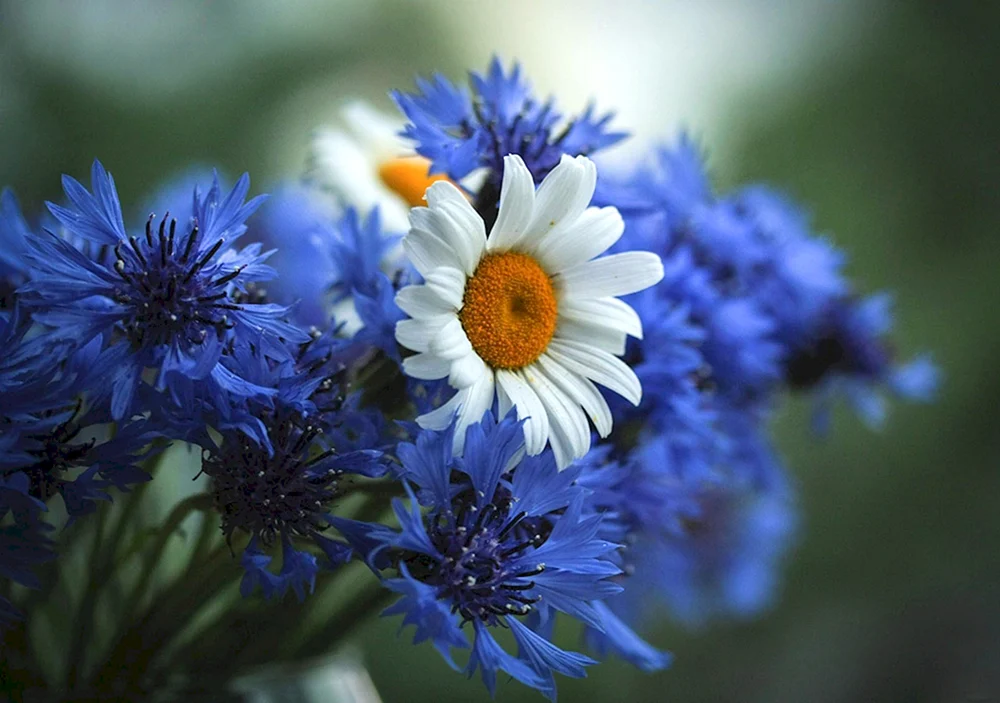 Kamille und Kornblumen