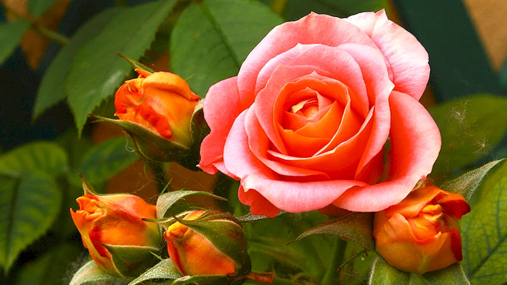 Rosa floribunda Pink