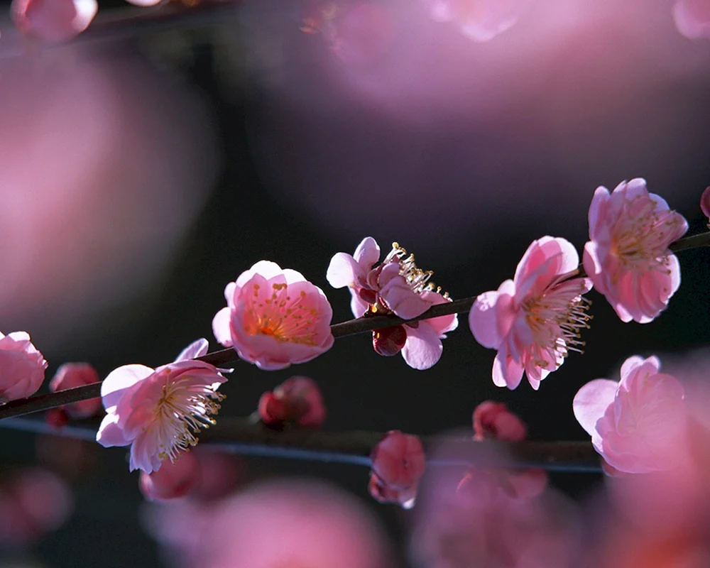 Blumen Sakura
