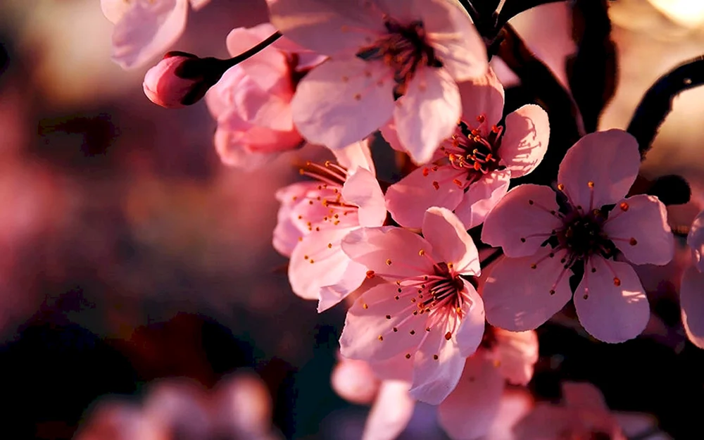 Sakura-Blüten