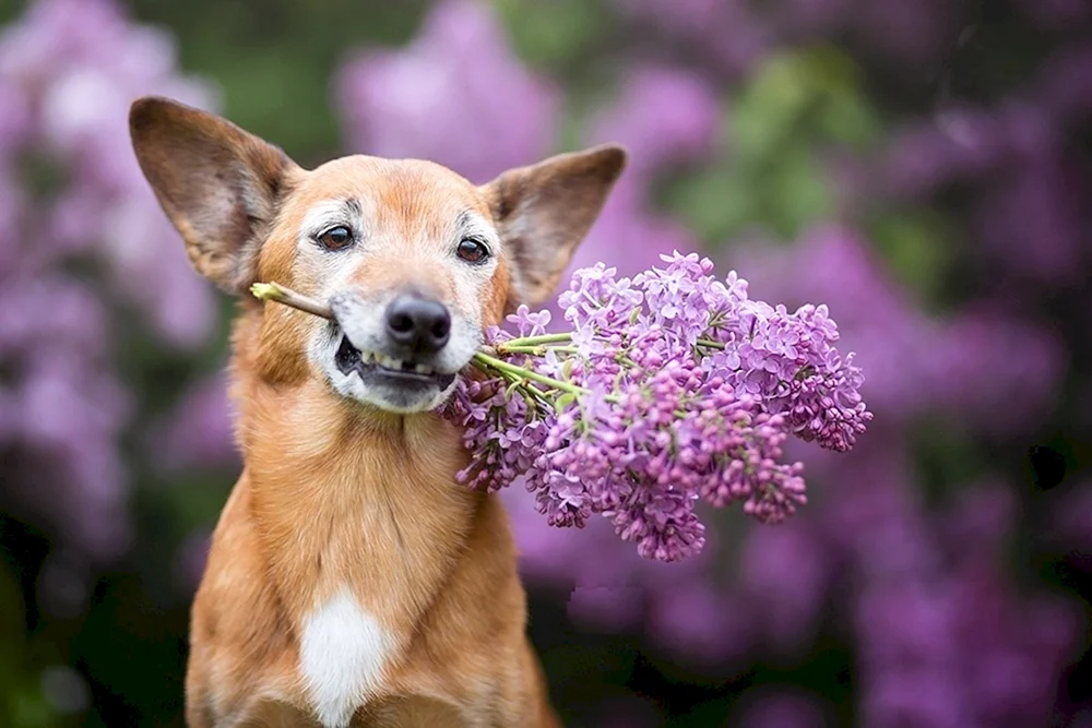 Hündchen mit Blumen