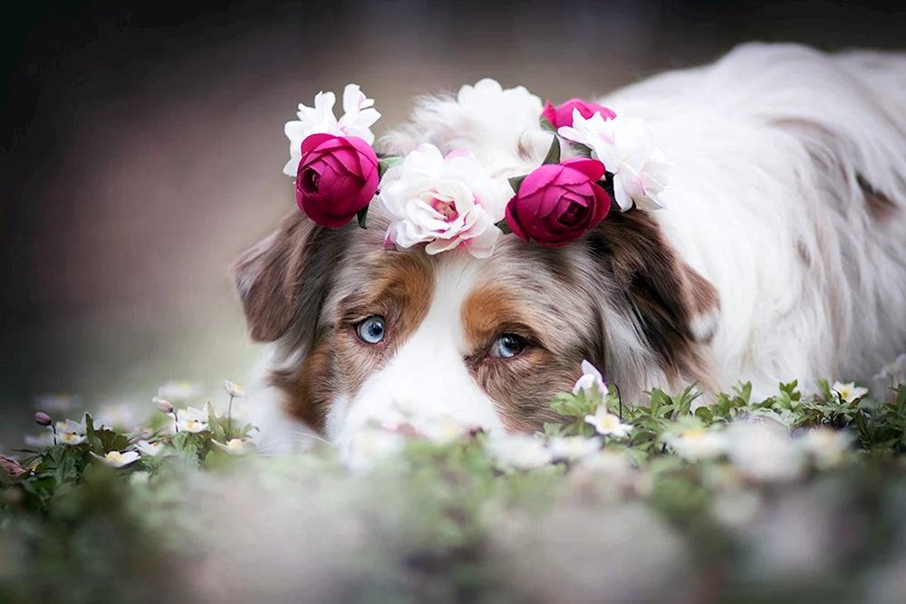 Hündchen mit Blumen