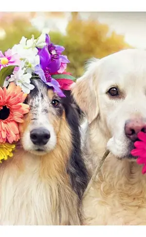 Blumenhunde