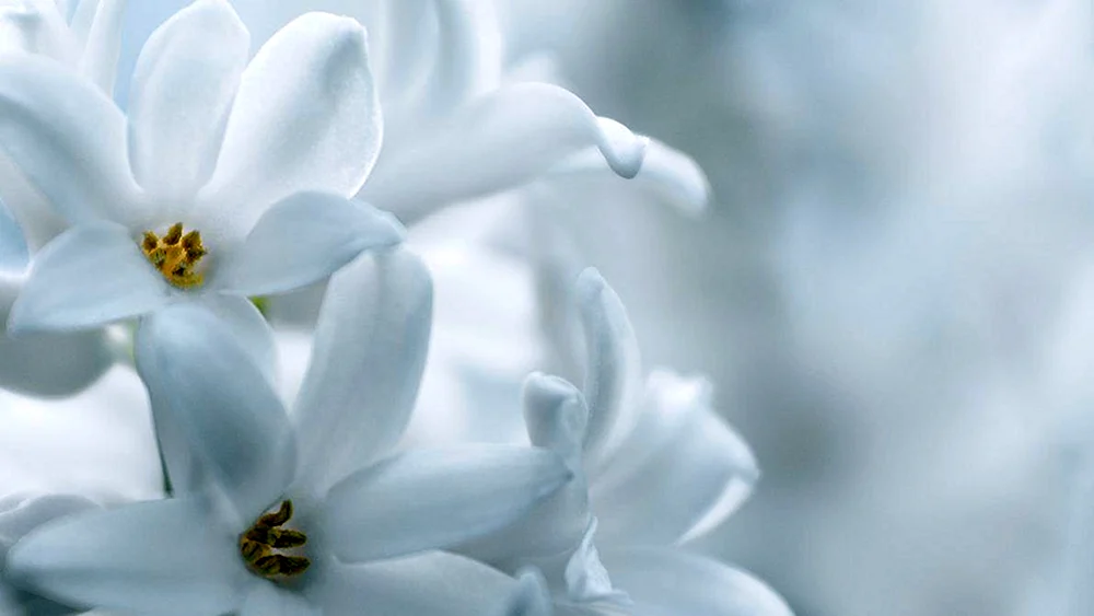 Weiße Blumen