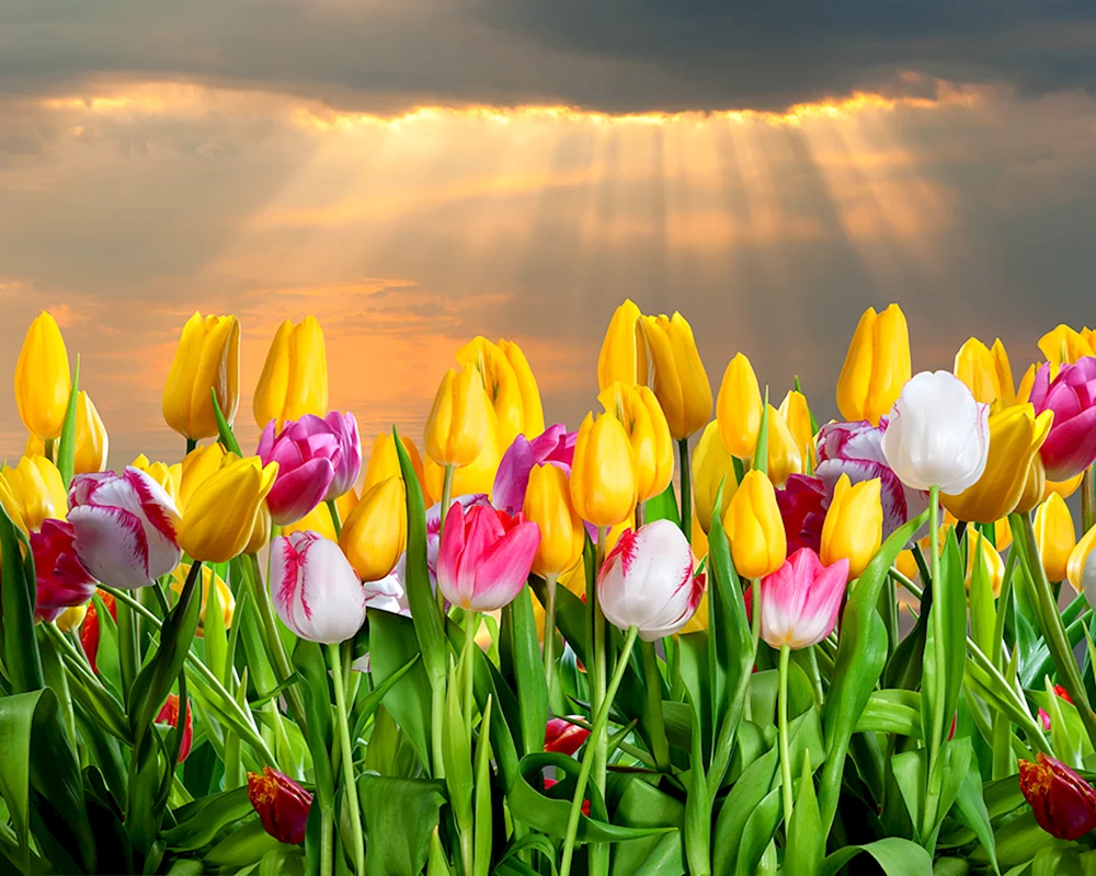 Tulpe Jacqueline