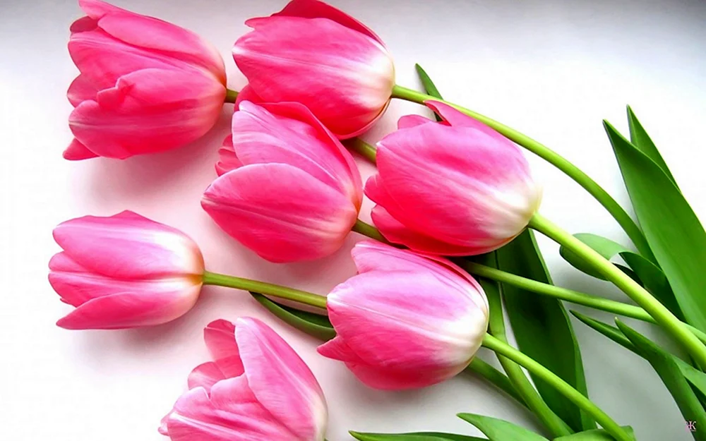 Ontario Tulpenblüten