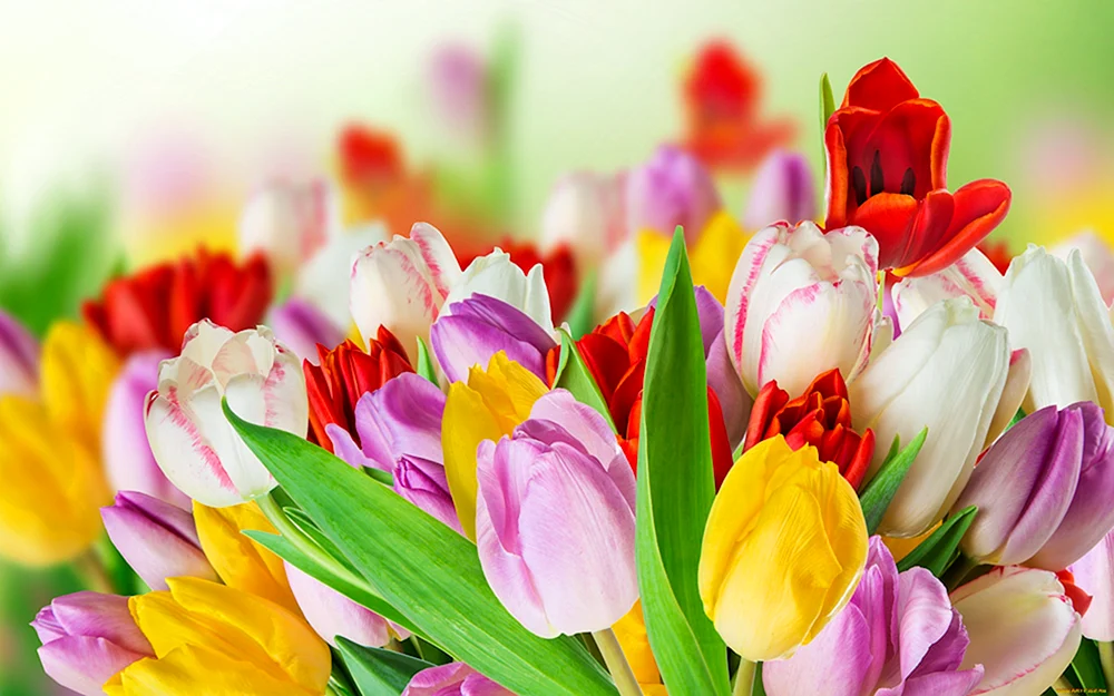 Tulpe Pink