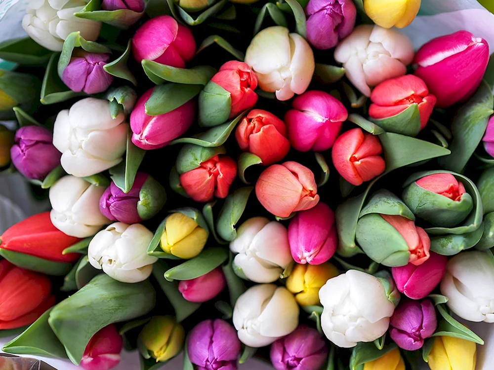 Pion weiße Tulpe