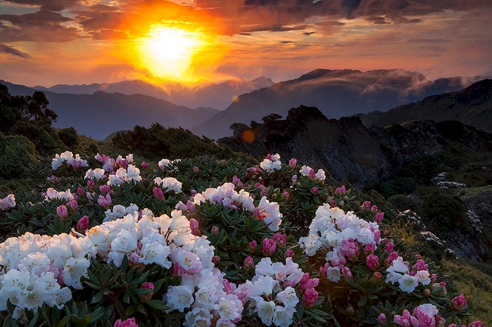 Bergblumen