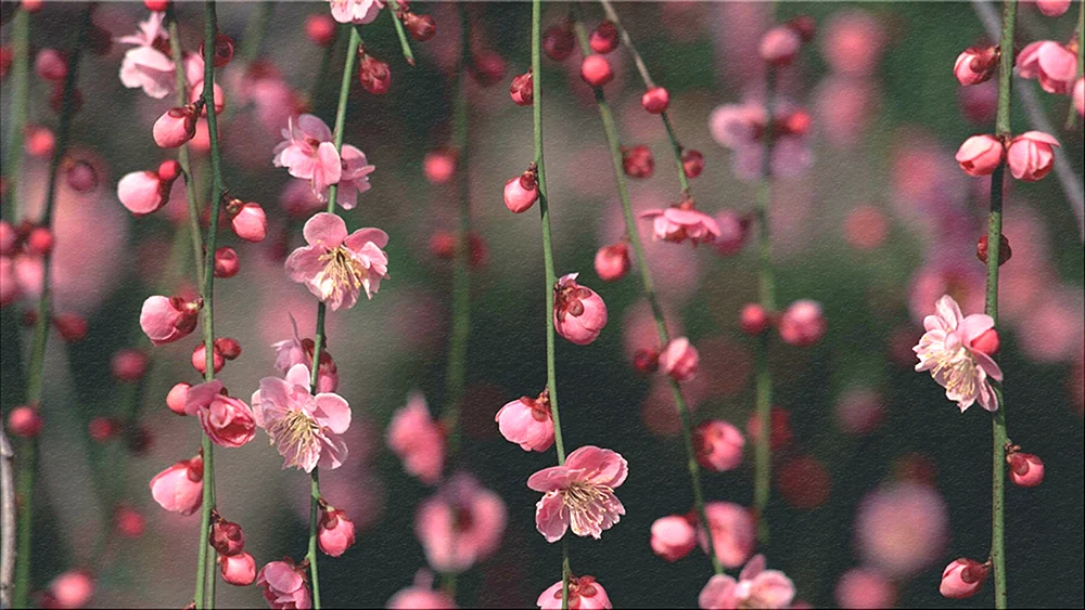 Rosa Blumen