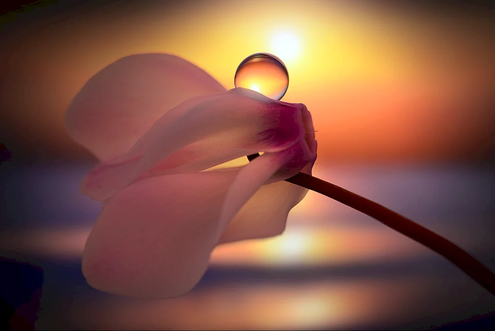 Zarte Blume