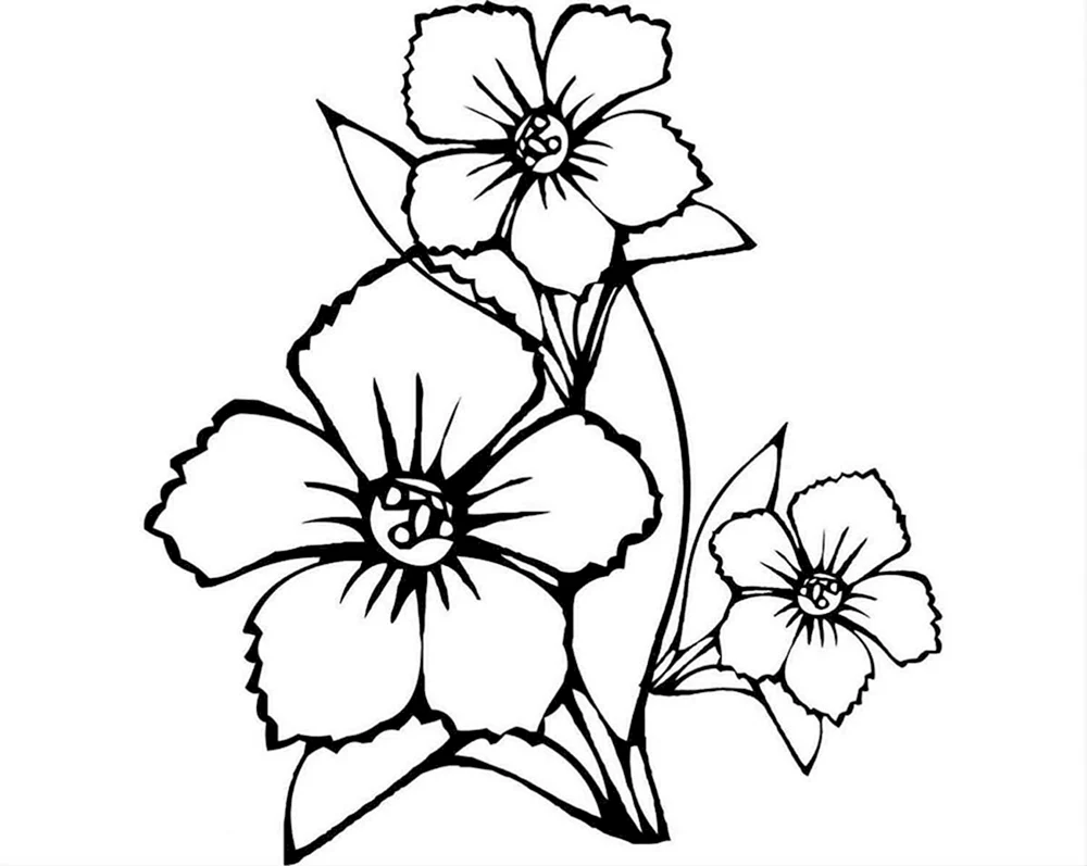 Blumen mit Bleistift