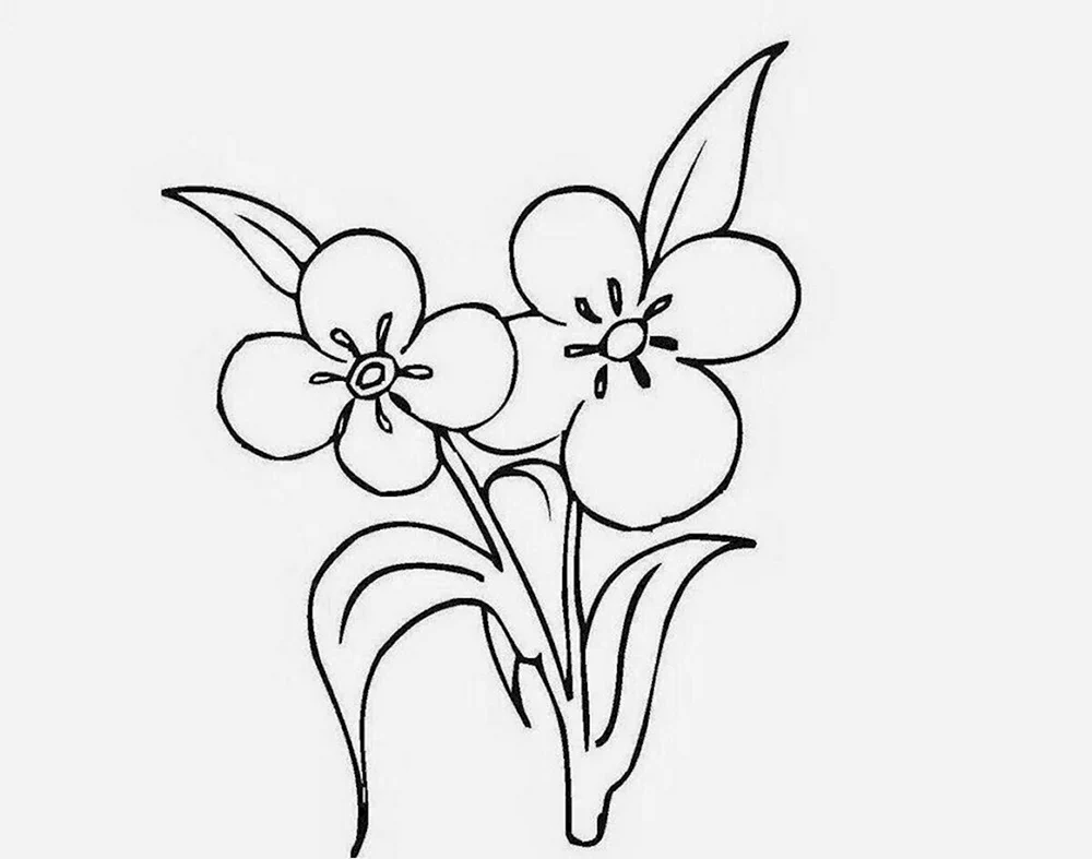 Blumen. Ausmalen