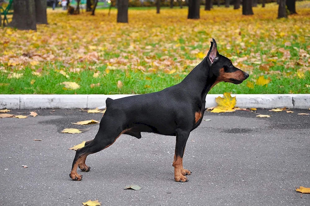 Zwengpinscher
