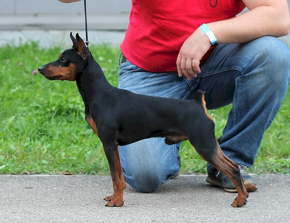 Mini Dobermann Pinscher und Dobermann.