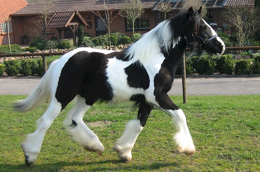 Zigeunergespann Tinker