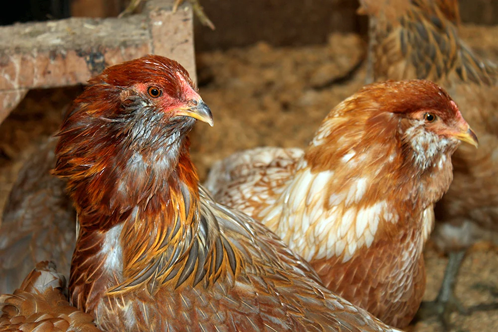 Ameraucana weiß