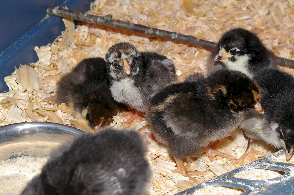 Australorp Hühner