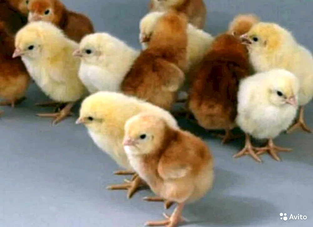 Chickens Loman Brown