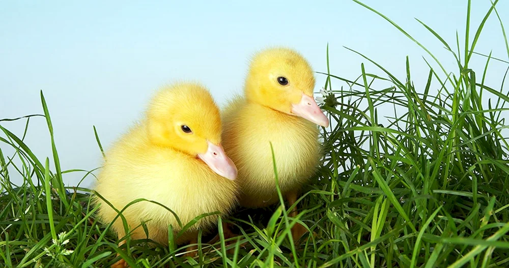 Hühner Entenküken Gänse