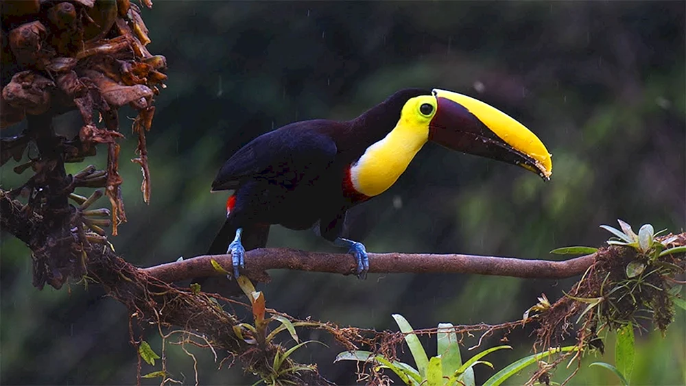 Vögel von Tasmanien