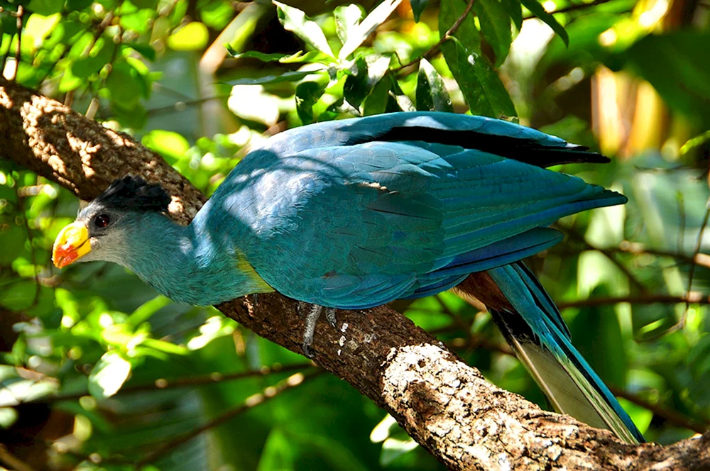 Tropische Vögel