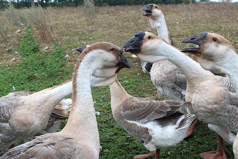 Tulskische Gänseküken