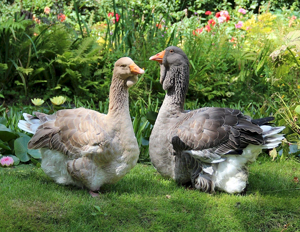 Toulouser Gänserasse