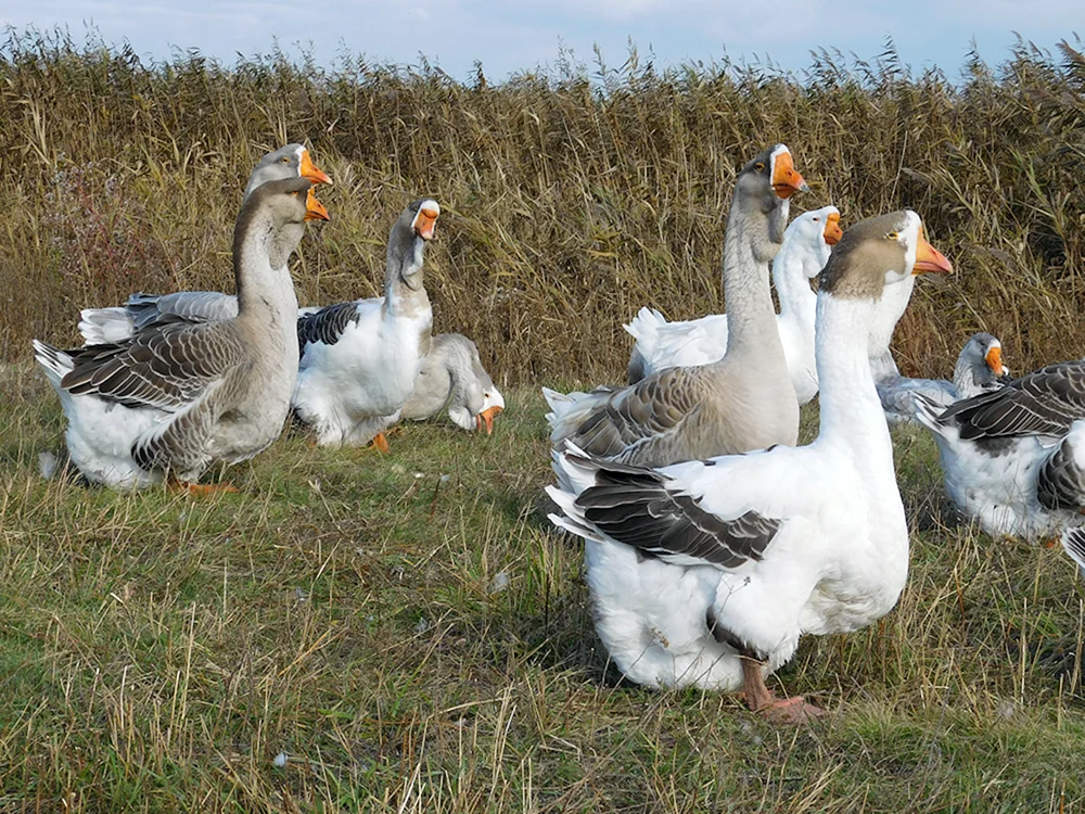 Toulouser Gänseküken