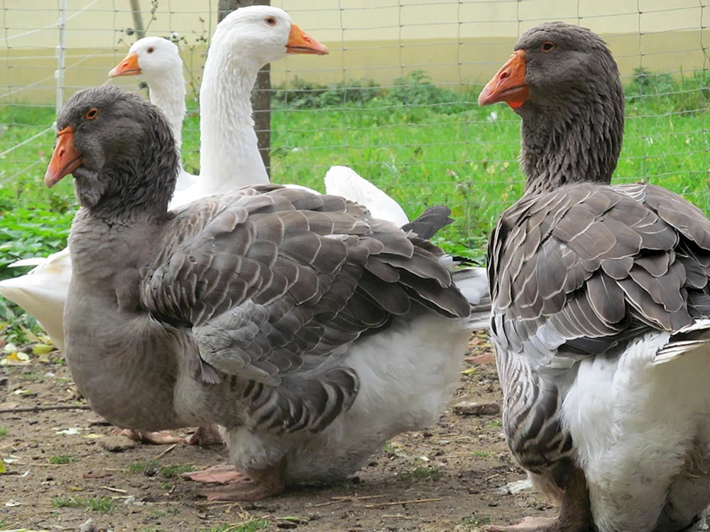 Tulu-Gänse und Holmogorische Gänse