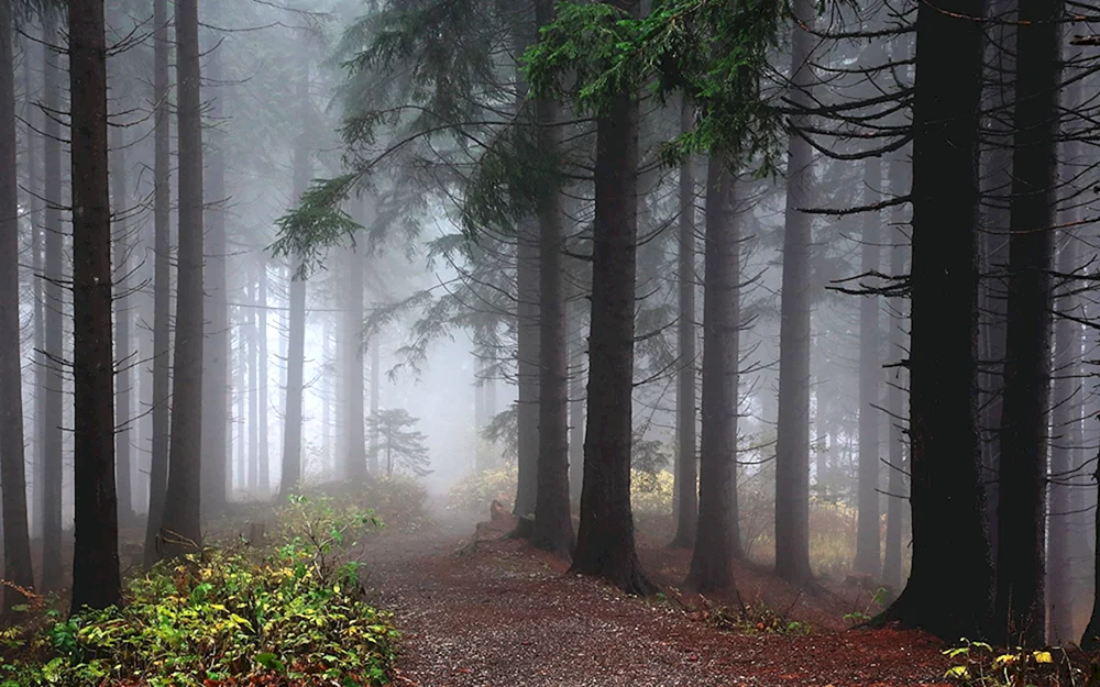 Der Schwarzwald im Nebel