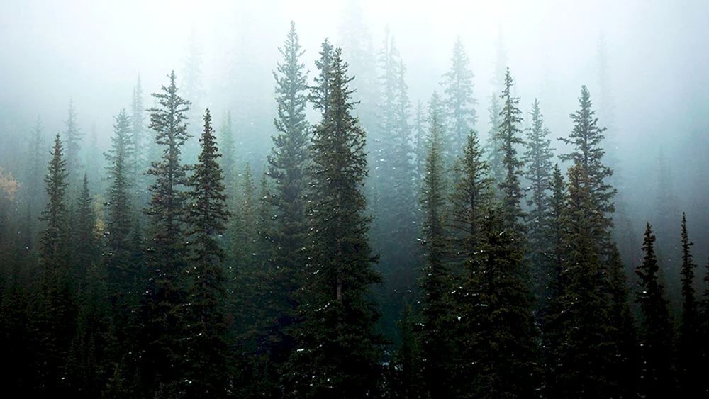 Berg im Nebel