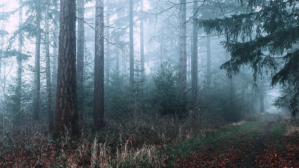 Nebelwald Nebelwald