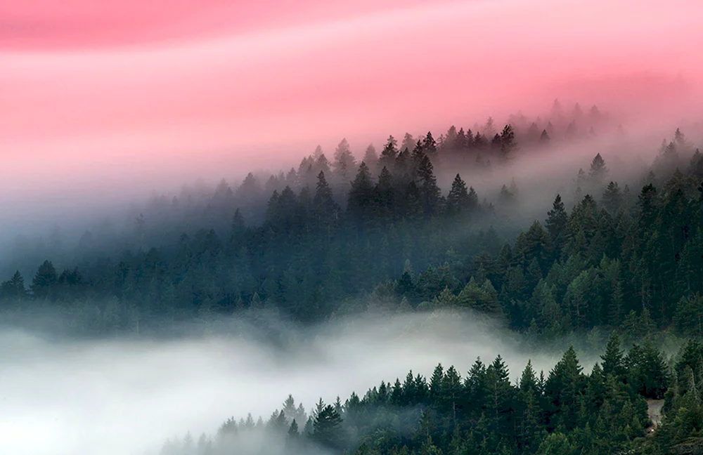 Berge und Wald im Nebel 4k