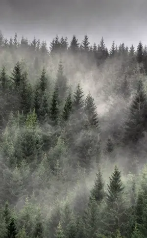 Nebelwald Taganai