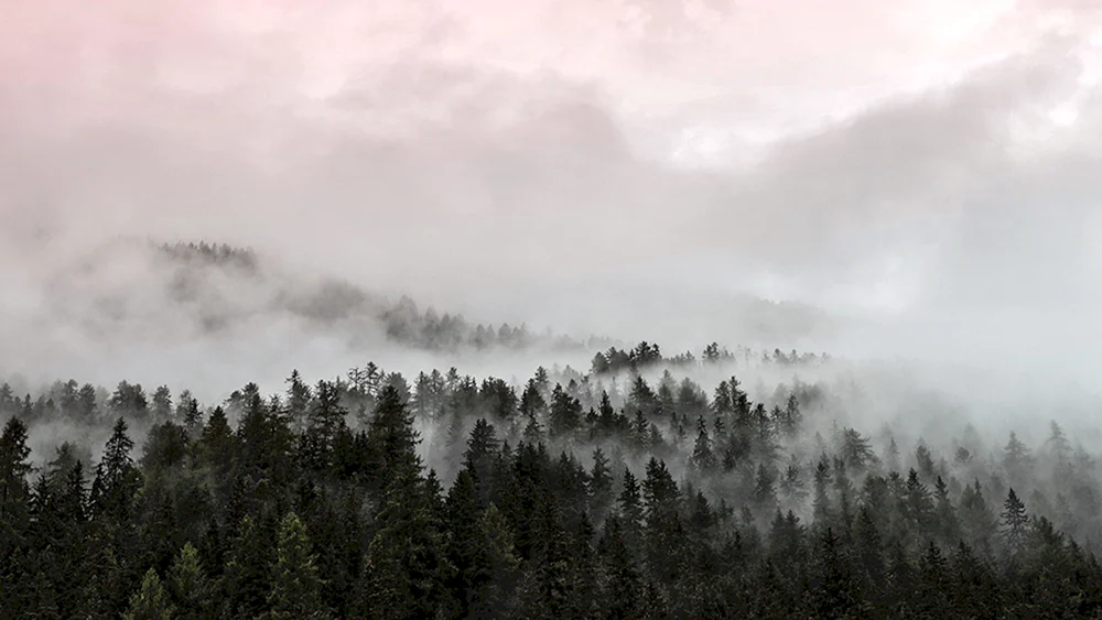 Der Schwarzwald im Nebel