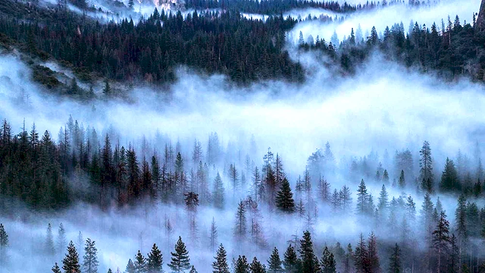 Skandinavien Wald Schwarzwald