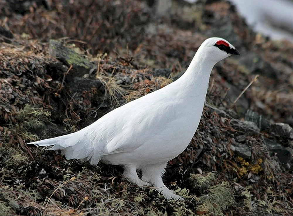 Tundra-Weißes Schneehuhn
